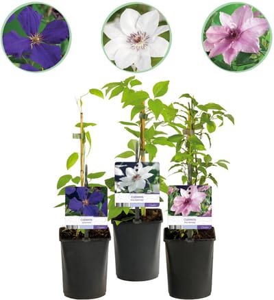 Plantenboetiek.nl | Klimplant - Clematis Tricolour - Bloem Roze Wit Paars - Weinig onderhoud - 3 planten - Ø10cm - 30-40cm hoog - Tuinplant