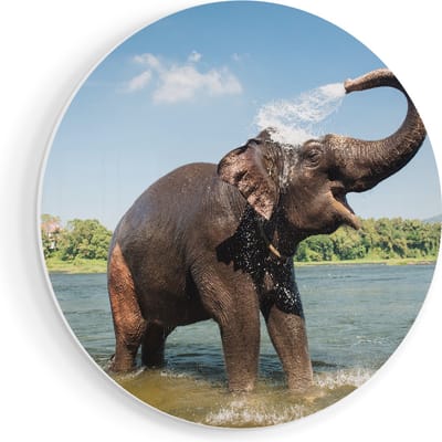 Artaza Forex Muurcirkel Vrolijke Olifant In Het Water - 90x90 cm - Groot - Wandcirkel - Rond Schilderij - Muurdecoratie Cirkel