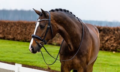 Trust Rotterdam Large Patent Crank Noseband Hoofdstel Cob Zwart/Zilver