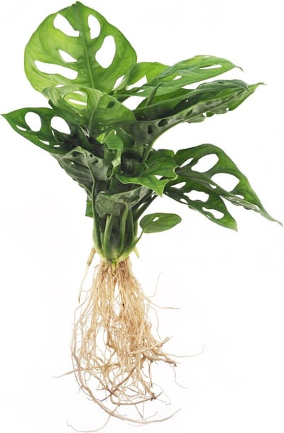 Intenz | Stekje in water | Refill large | Monstera Adansonii | 32cm