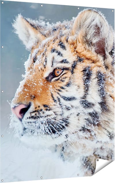 Gards Tuinposter Tijger tijdens de Sneeuw - 120x160 cm - Tuindoek - Tuindecoratie - Wanddecoratie buiten - Tuinschilderij