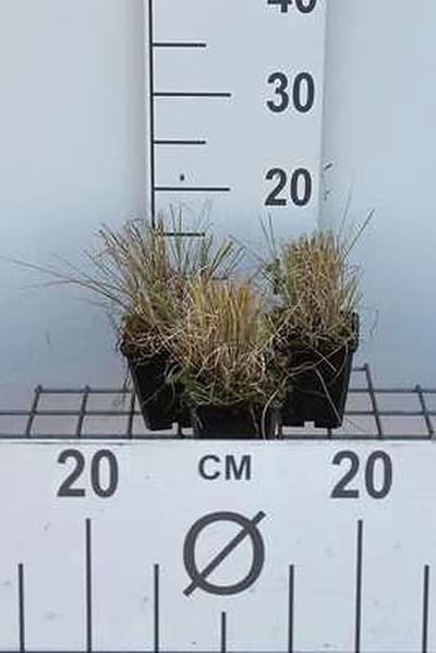 6x Muskietengras - Bouteloua gracilis | 9x9 cm pot