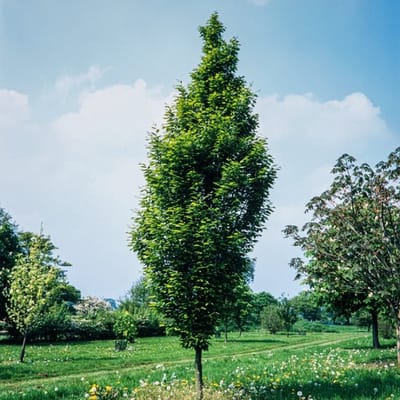 Plants Online BV - Planten - Tuinplanten - Heesters - Set van 1 - Carpinus betulus 'Fastigiata'