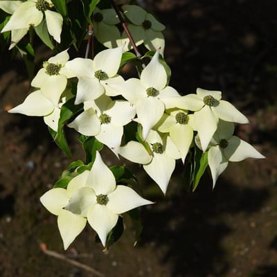 Cornus Kousa 'Milky Way' - Japanse kornoelje - 50-60 cm pot: Struik met zeer rijke bloei van witte bloemen en later rode vruchten.