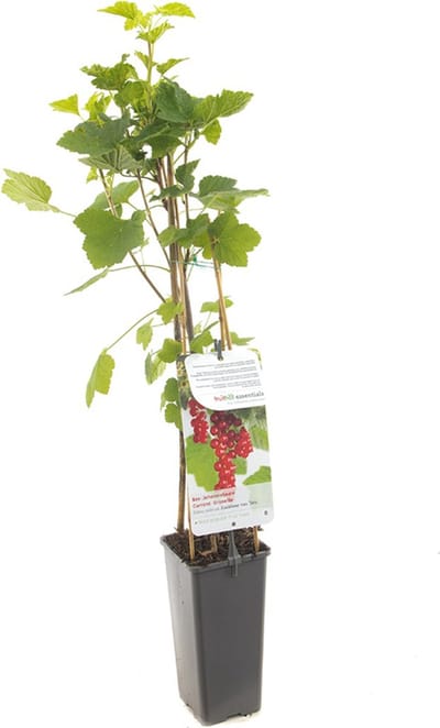 Rode Bes Jonkheer van Tets – Aalbes – Ribes rubrum – Fruitstruik