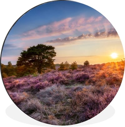 WallCircle - Wandcirkel - Muurcirkel - Bloeiende heide tijdens zonsondergang in Nederland - Aluminium - Dibond - 90x90 cm - Binnen en Buiten
