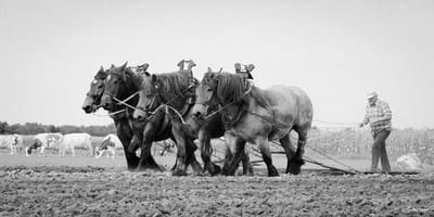 Trekpaarden TW15 - Foto - Ton van der Weerden - Fine Art Print op fotokwaliteit papier - 70 x 100 cm