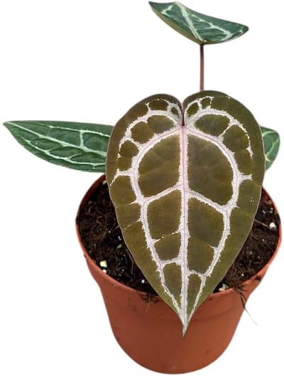 Anthurium Red Crystallinum Nse X Tezula Kamerplant Potmaat Ø14 cm |Vers Van De Kweker