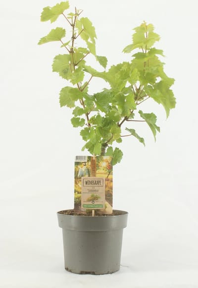 Vitis vinifera 'Chardonnay' - Wijndruif - Hoogte 60 - 70 cm