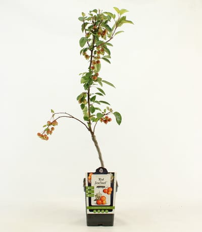 Patio Sierappel - Malus 'Red Sentinel' - Sierboom - hoogte 80 - 90 cm