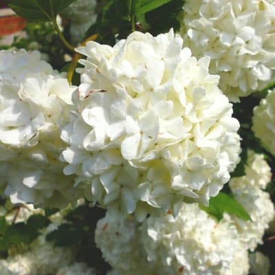 Gelderse roos (Viburnum Opulus) - Roseum - Vaste planten - Geurend - Groenblijvend - Winterbloeiers - Voorjaarsbollen - bloeit in Maart / April