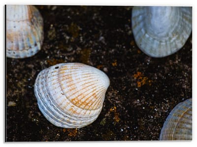 Dibond - Witte Schelpen tussen het Zand  - 40x30cm Foto op Aluminium (Met Ophangsysteem)