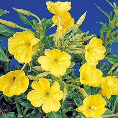 Teunisbloem zaden - Grote Teunisbloem