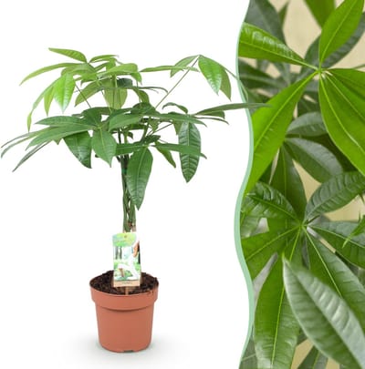 Plantenboetiek.nl | Green is... Pachira Aquatica gevlochten stam - Geldboom - Weinig onderhoud - Groen - Ø17cm - 60-70cm hoog - Kamerplant - Groenblijvend