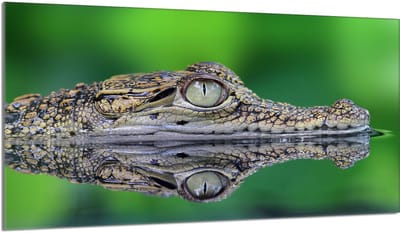 TMK ArtDeko - Snijplank van veiligheidsglas - 90x52 cm - Krokodil ontwerp
