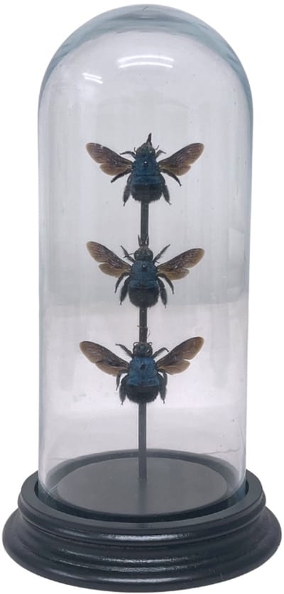 Opgezette bijen - Xylocopa caerulea (3) in glazen stolp 19x 8cm - Geprepareerde vlinders/ insecten Decoratie - Demuseumwinkel.com