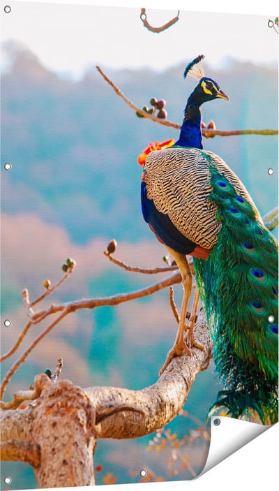 Gards Tuinposter Pauw in de Bomen - 80x120 cm - Tuindoek - Tuindecoratie - Wanddecoratie buiten - Tuinschilderij
