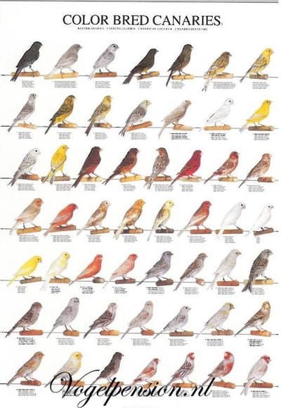 Vogelposter kleurkanaries deel 1 gelamineerd - Vogelposters - Benodigdheden