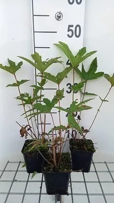 6x Mourasspirea - Filipendula rub. 'Venusta' | 9x9 cm pot