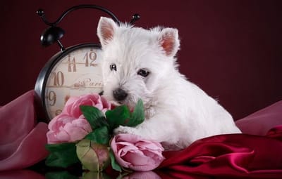 Puzzel Volwassenen - Hersenpuzzel 1000 - Ontspannende Hobby - Gedetailleerd Puppy Beeld - Full Color