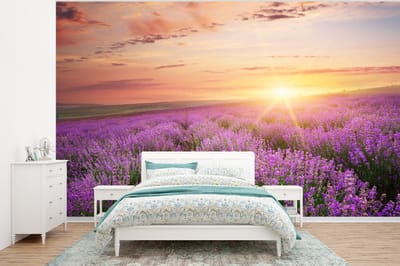 Behang - Fotobehang Lavendel - Zon - Bloemen - Breedte 350 cm x hoogte 260 cm