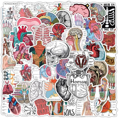 Anatomie Stickers - 50 Stickers met Menselijke lichaam, organen, botten en spieren - Medische sticker set