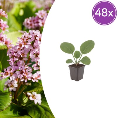 Tuinplantenshop.com | Bergenia cordifolia | 48 stuks - Ø9cm - 10-25cm hoog - Tuinplant