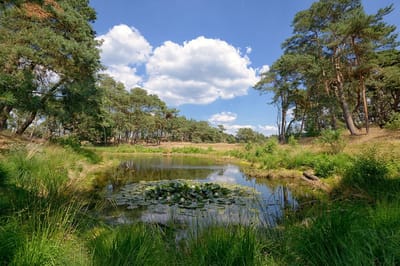 Fotobehang van bosmeer in zandverstuiving 350 x 260 cm - € 235,--