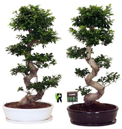 Ficus Microcarpa S-type in Witte keramiek ovale schaal met schotel 140 cm – Kamerplant – Vers Van De Kweker – Potmaat Ø60 cm