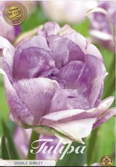 Dutch Finest Quality bloembollen - Tulpen Tulp Double Late Double Shirley x7 12/+s