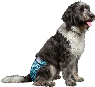 Loopsheidbroekje Hond - L - Hondenluier - Luipaard Blauw - Wasbaar - Verstelbaar in lengte en breedte - Taille 36-46 cm