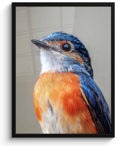 Poster in lijst - Fotolijst 50x70 cm - Posters - Kleurrijk - Vogeltje - Veren - Blauw - Posterlijst zwart - Decoratie - Wanddecoratie woonkamer - Muurdecoratie slaapkamer