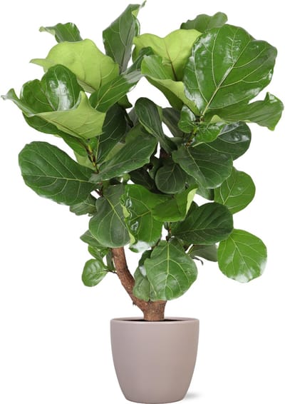 Green Harmony | Ficus Lyrata (vertakt) Ø27cm 130cm in Boule TAUPE pot
