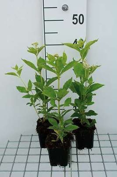 6x Leverkruid - Eupatorium mac. Album' | 9x9 cm pot