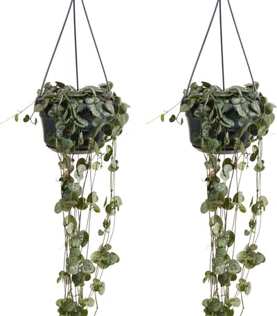 Bloomique - Set van 2 - Ceropegia Woodii - Chinees Lantaarnplantje - Hangplant - Kamerplanten - Luchtzuiverend - Gemakkelijk in onderhoud - Hoogte 15-20 cm - Pot 12 cm