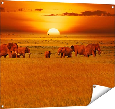 Gards Tuinposter Olifanten in het Wild - Zonsondergang - 100x80 cm - Tuindoek - Tuindecoratie - Wanddecoratie buiten - Tuinschilderij