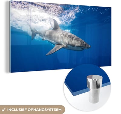 MuchoWow® Glasschilderij 40x20 cm - Schilderij acrylglas - Haai - Zee - Water - Foto op glas - Schilderijen
