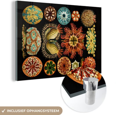 MuchoWow® Glasschilderij 60x40 cm - Schilderij acrylglas - Vintage - Ernst Haeckel - Zeedier - Natuur - Zee - Kunst - Foto op glas - Schilderijen