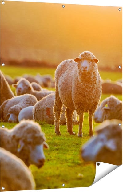 Gards Tuinposter Kudde Schapen bij Zonsondergang - 90x120 cm - Tuindoek - Tuindecoratie - Wanddecoratie buiten - Tuinschilderij