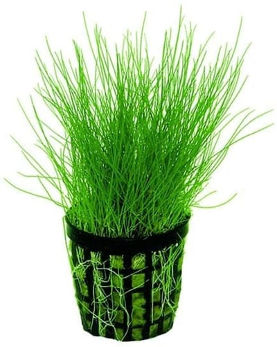 Moerings Eleocharis Acicularis | Naaldgras | in 5 cm pot