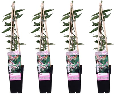 Klimkamperfoelie Henry – 4x Robuuste Tuinplant perfect tegen Muur of Hek ca. 65cm - Ø15