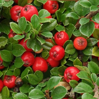 24 x Dwergmispel - Cotoneaster dammeri pot 9x9cm, voor 3m² : Een groenblijvende struik met magische rode bessen