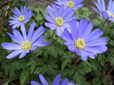 6x Anemoon - Anemone blanda 'Blue Shades' | pot 9 x 9 cm
