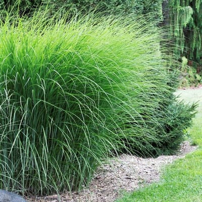 50 x Prachtriet Gracillimus - Winterhard Siergras - Miscanthus sinensis 'Gracillimus' in 9x9cm pot met hoogte 5-10cm