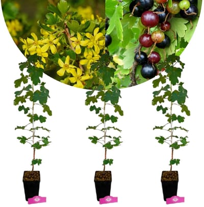 Set van 3 Gele Ribes - Ribes aureum – Hoogte 70cm – 1,5 liter pot