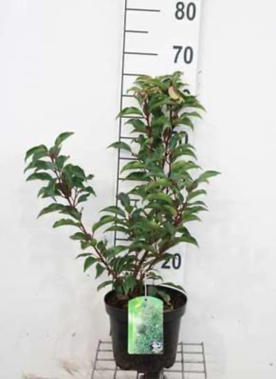 Prunus lusitanica 'Brenelia' - PORTUGESE LAURIER 40 - 50 cm in pot