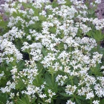 6x Lieve vrouwe bedstro - Galium odoratum (asperula.od.) | 9x9 cm pot