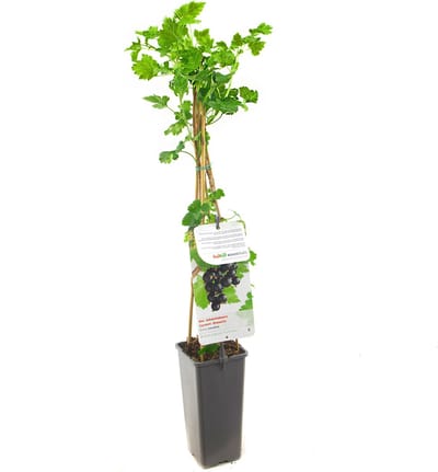 Ribes rubrum Jostabes