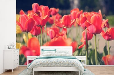 Behang - Fotobehang Tulpen - Bloemen - Natuur - Breedte 525 cm x hoogte 350 cm
