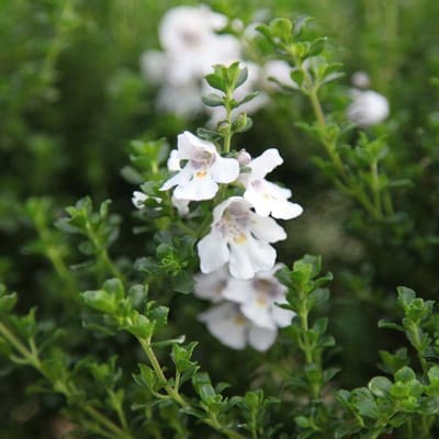 Prostanthera Cuneata - Australische munt - 20-25 cm pot: Struik met geurende bladeren en paarsblauwe bloemen.